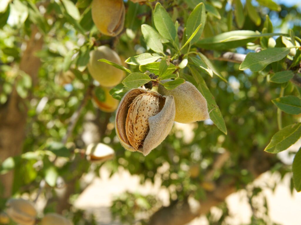 Why Almond Hulls Will Be The Next Big Upcycled Food