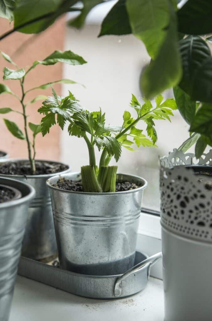 are celery leaves edible? celery grows in a metal planter to eat later