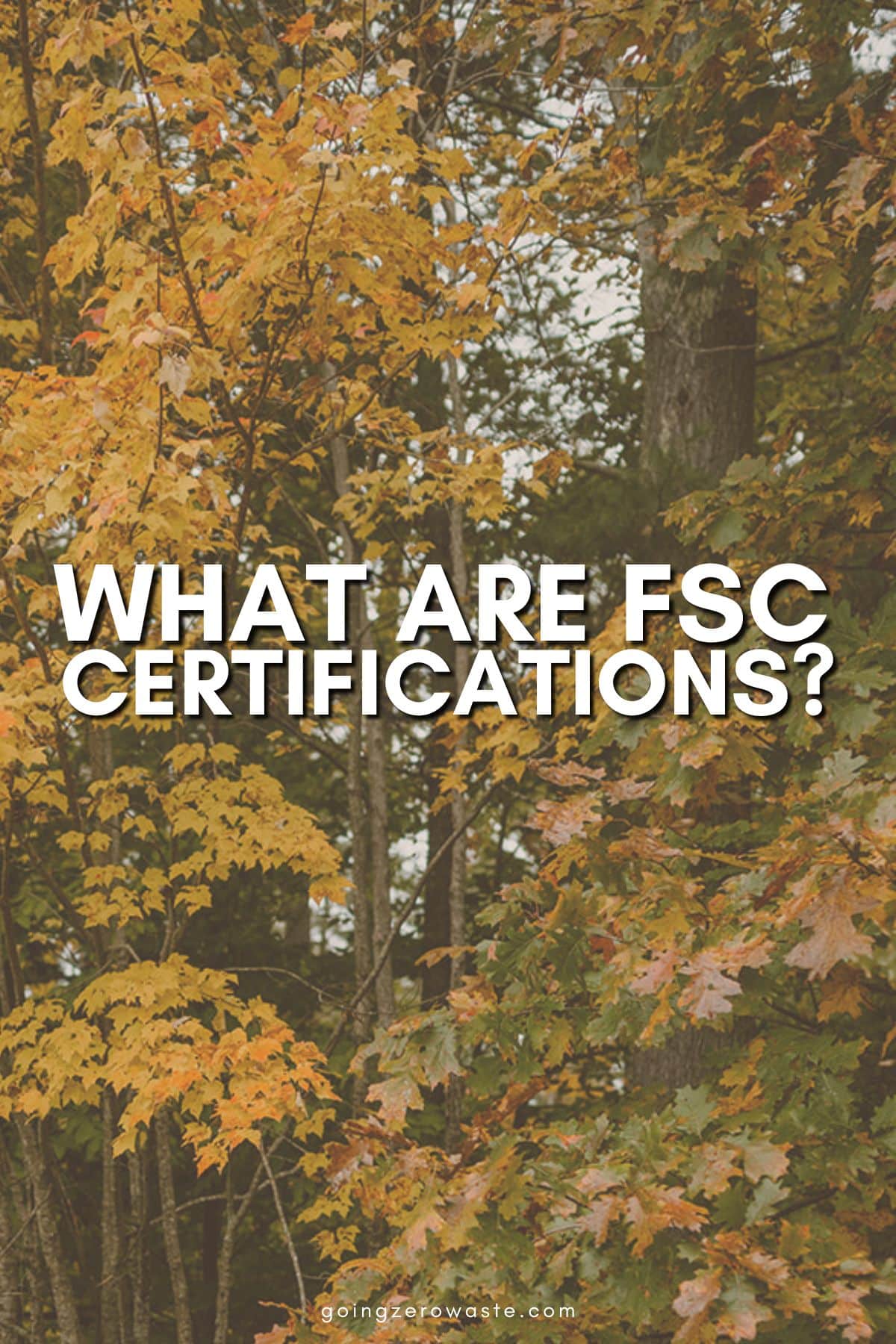 FSC Certifications: What Are They + Are They Sustainable?